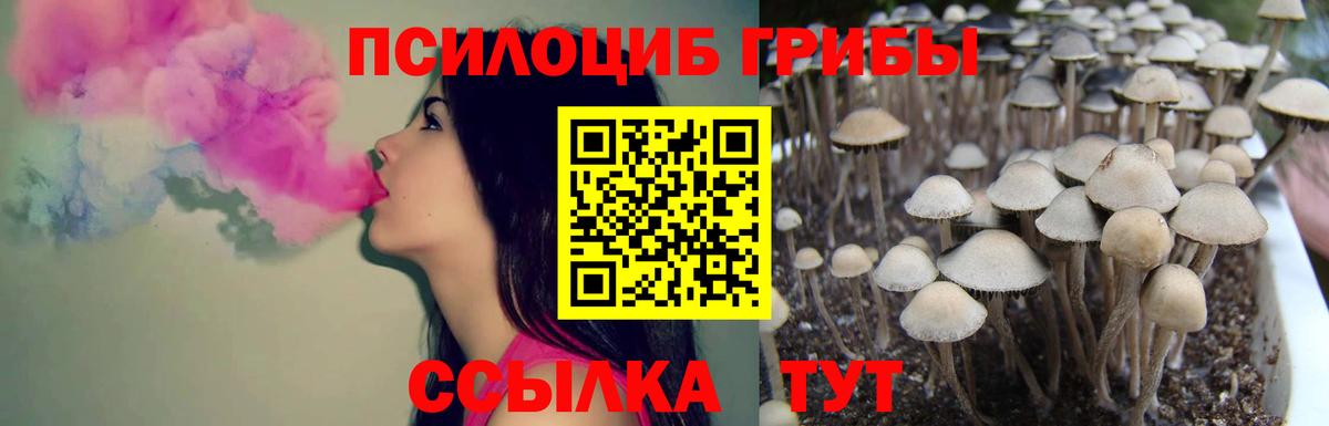 Вышний Волочёк  Галлюциногенные грибы Psilocybe  Вход с VPN 